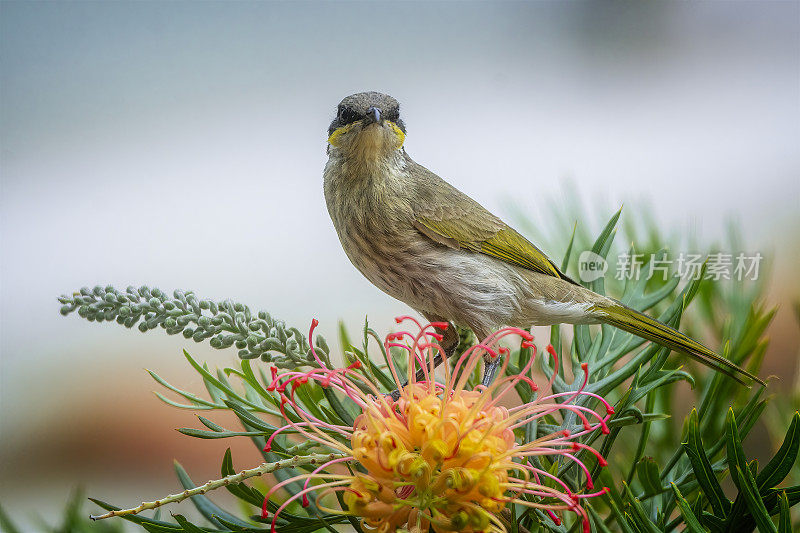 黄脸蜜蜂(Caligavis chrysops)